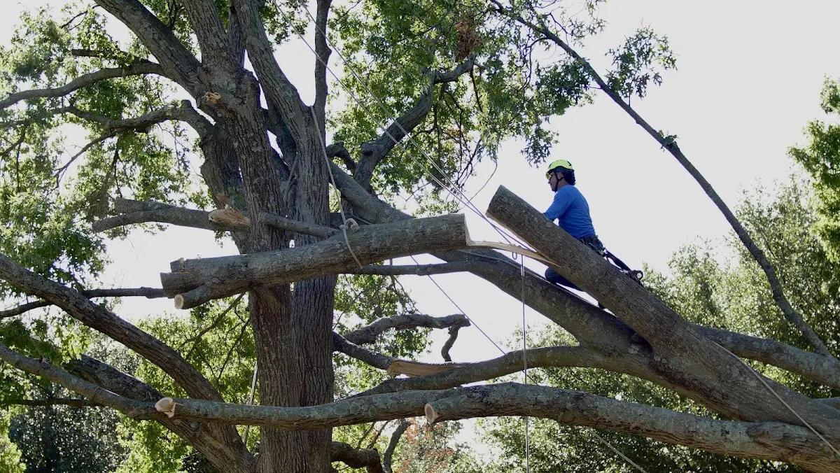 Professional Crown Thinning performed by certified arborists in Meddybemps