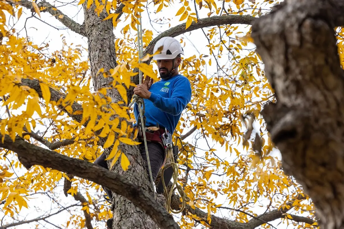 Skilled Tree Transplanting crew working in Meddybemps